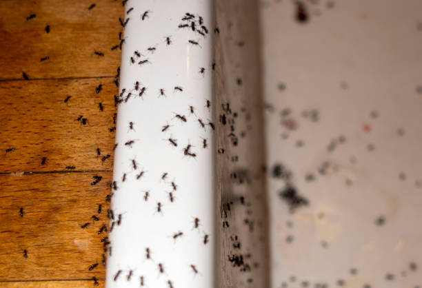 Reliable Waelder, TX Pest Control Solutions