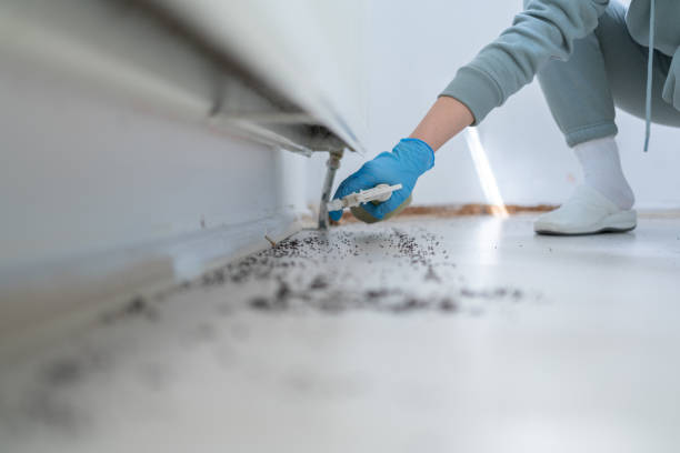 Best Pest Prevention Services  in Waelder, TX
